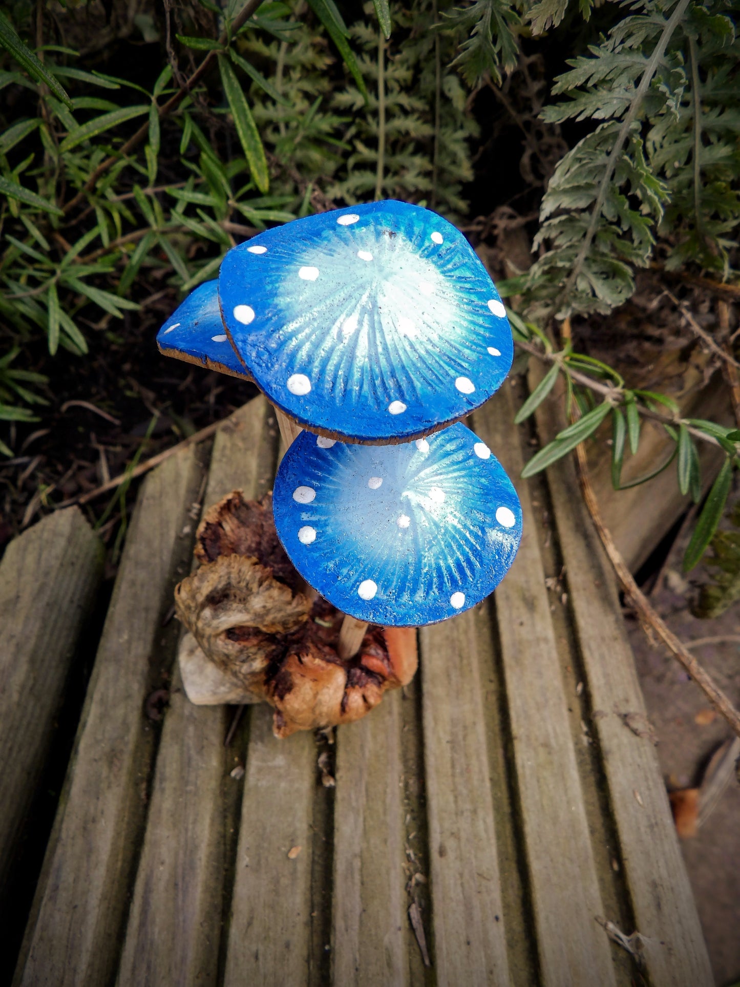 Blue Mushrooms